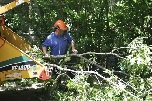 tree services Clarktown